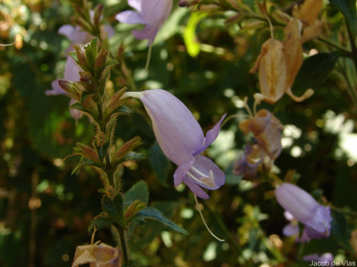 Strobilanthes diandra var. densa (C.B.Clarke) J.R.I.Wood